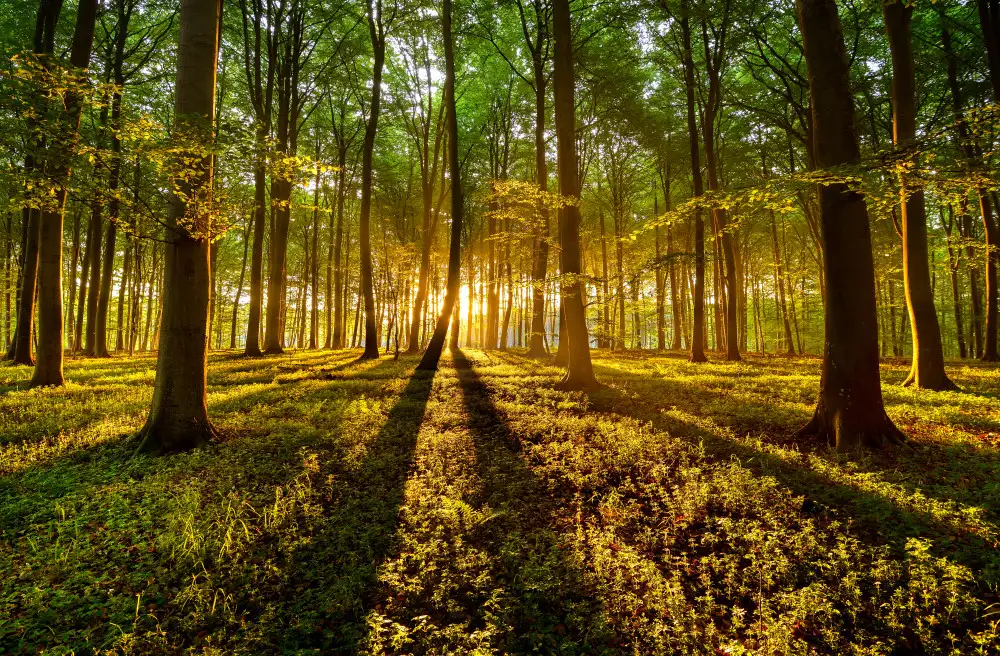 keller: luz forestal