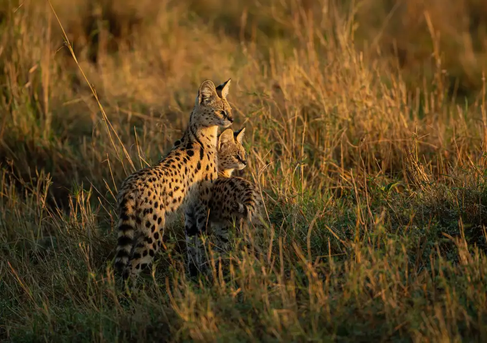 Marx, Jaco: SERVAL FAMILY