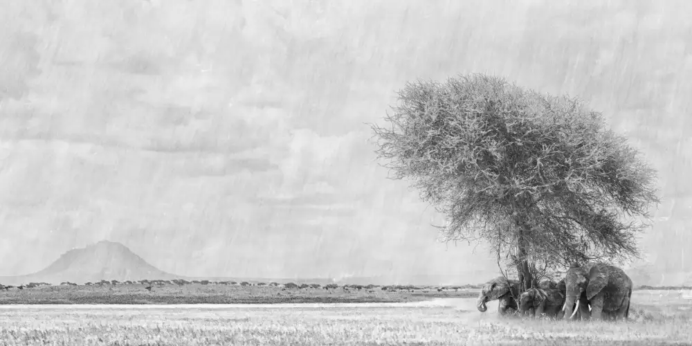 Henley, Nadine: African Landscape