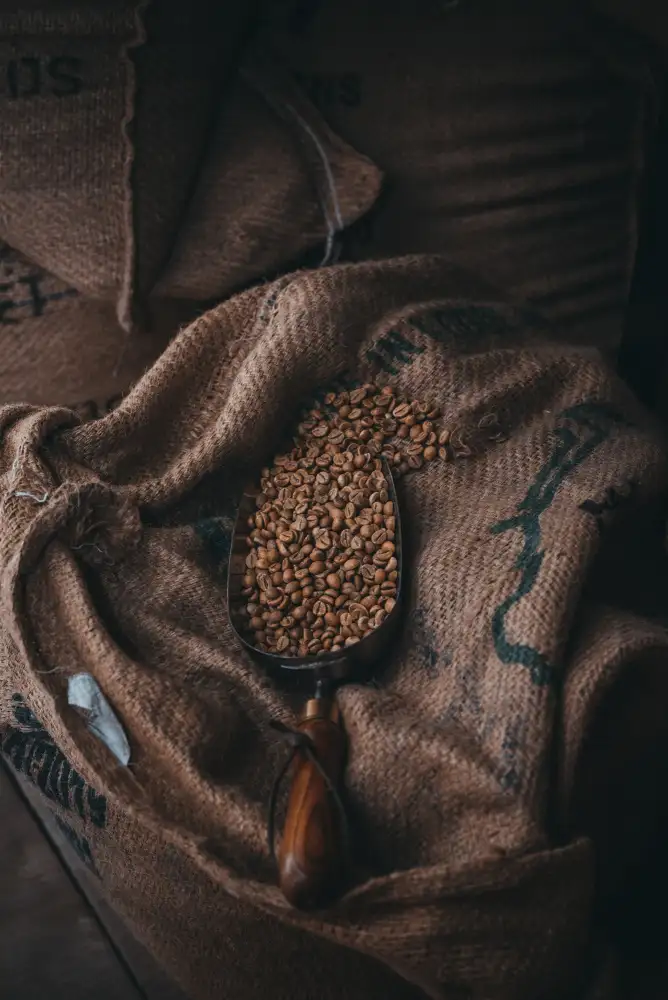 Hamedani, Ardalan: Café