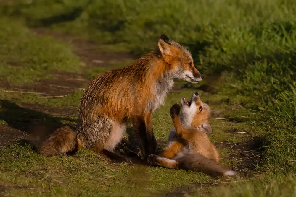 DonnaHom: Mom Listen to Me