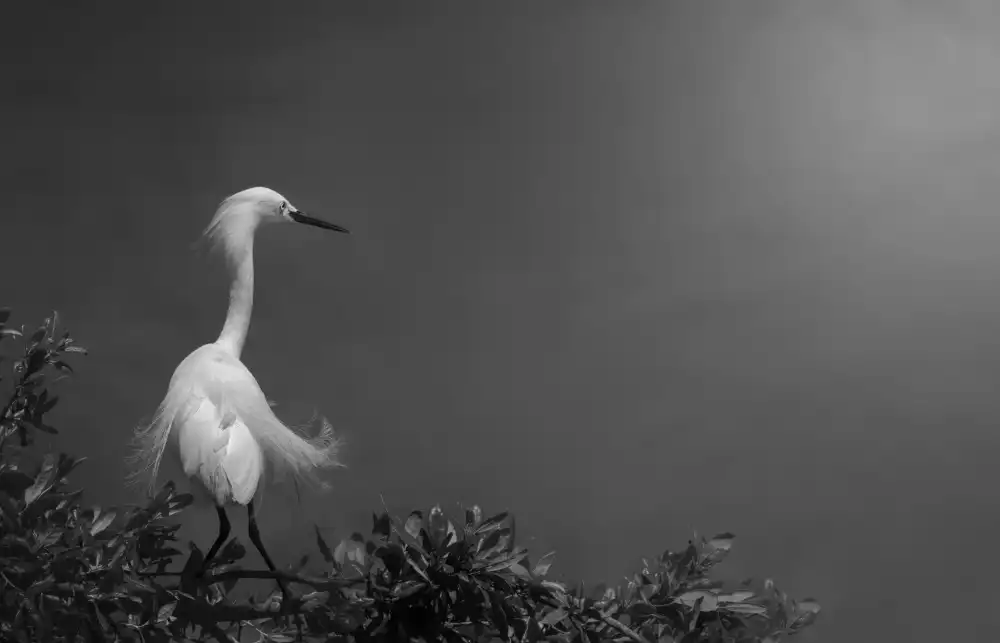 Yi, Pan: Qui fait tourner les têtes