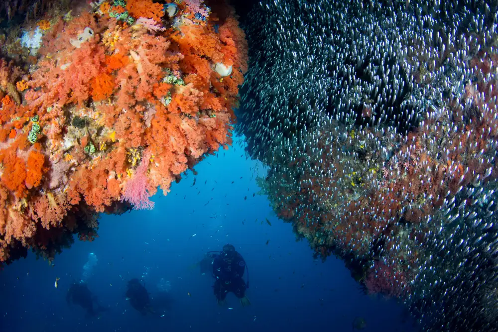 Péneau, Cédric: Split reefscape