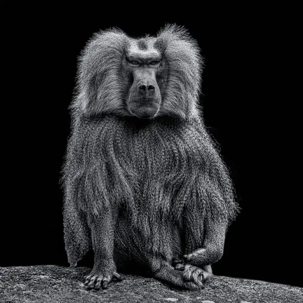 Tsikiridis, Georgios: Baboon