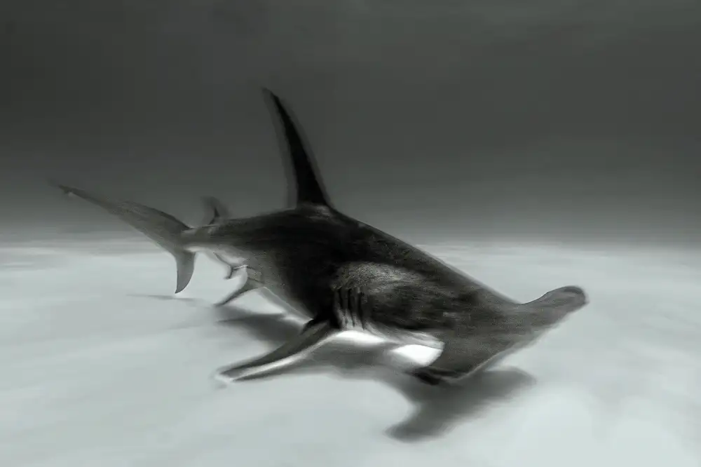 Melesan, Serge: Great hammerhead