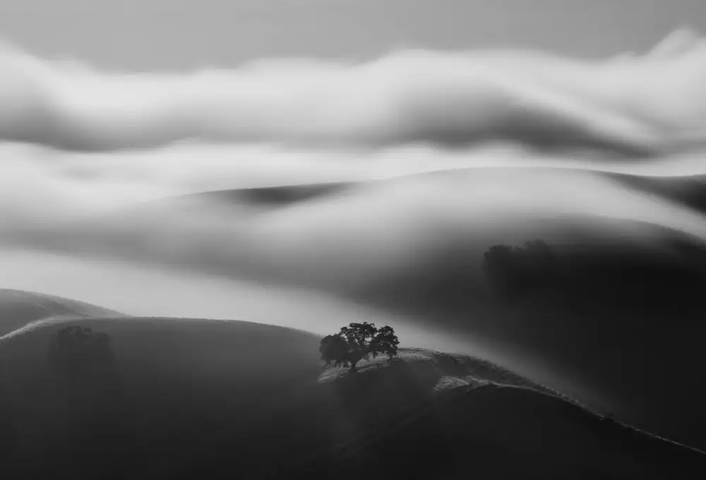 Mao, Dianne: Un árbol en la niebla