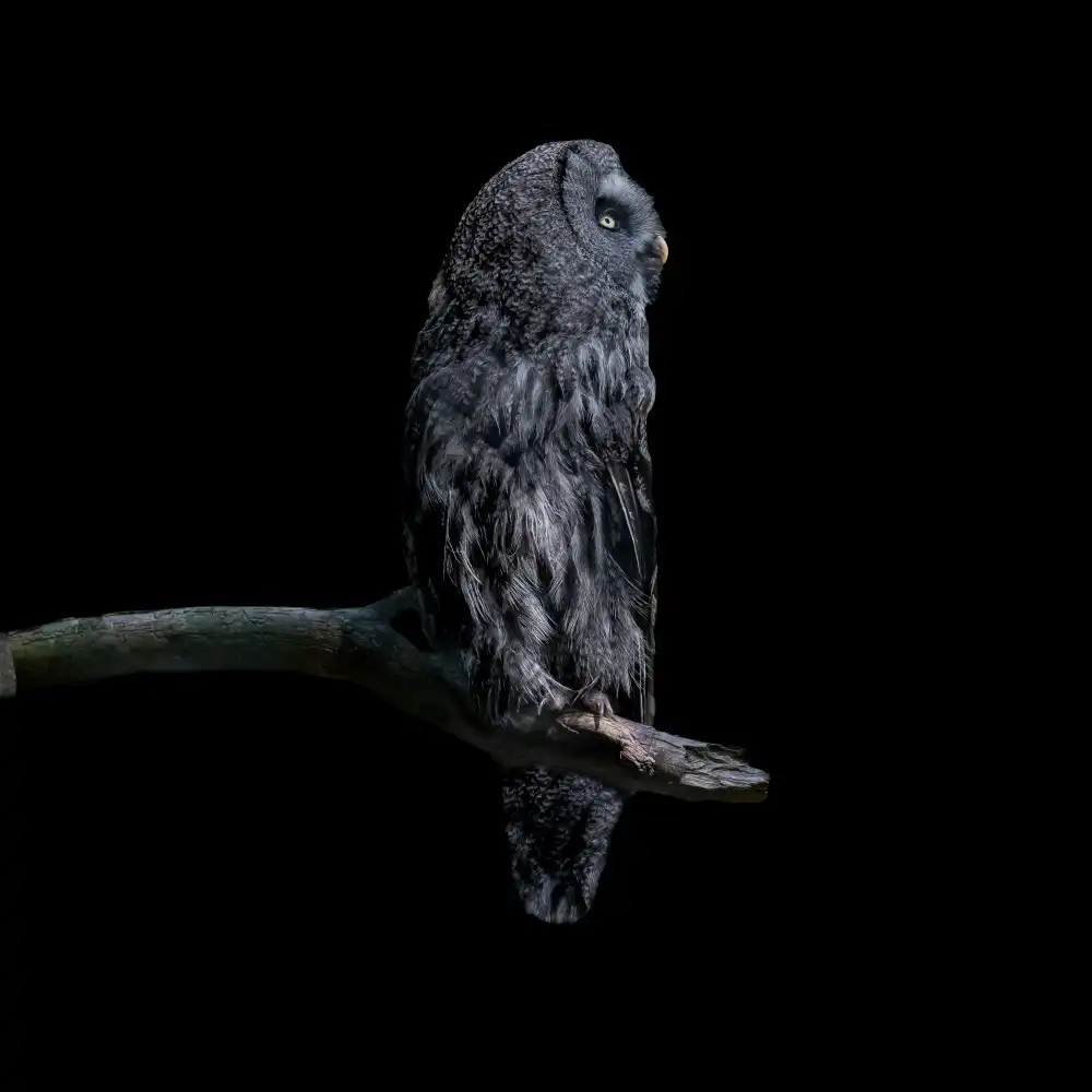 Tsikiridis, Georgios: Owl