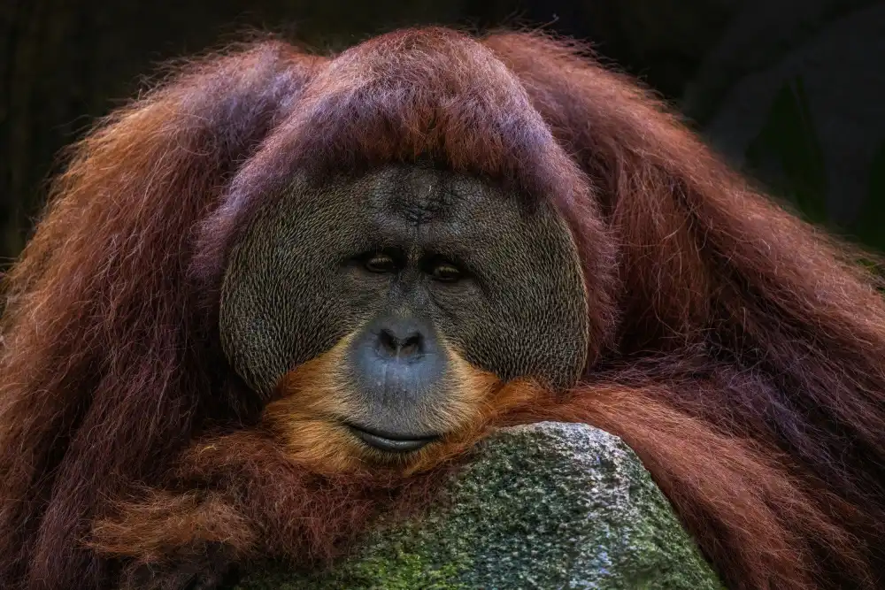 WONG, LIANG TWEE: Deep thoughts
