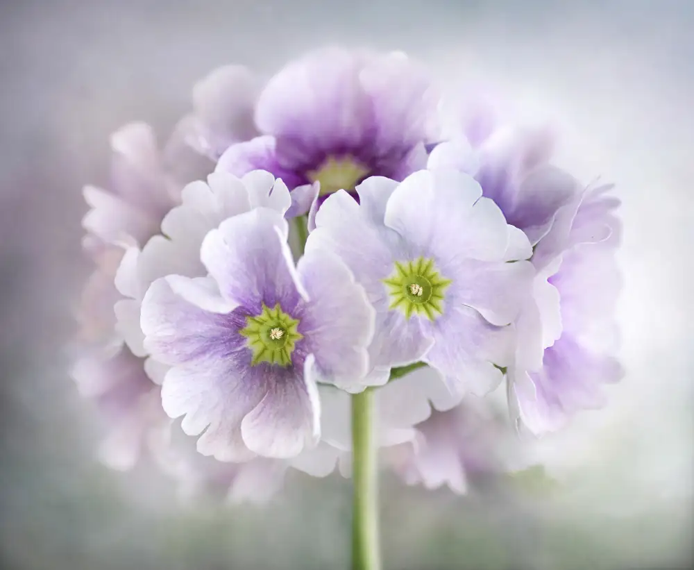 Disher, Mandy: Primula