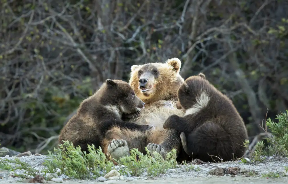 Roshkumar: Mother’s Care
