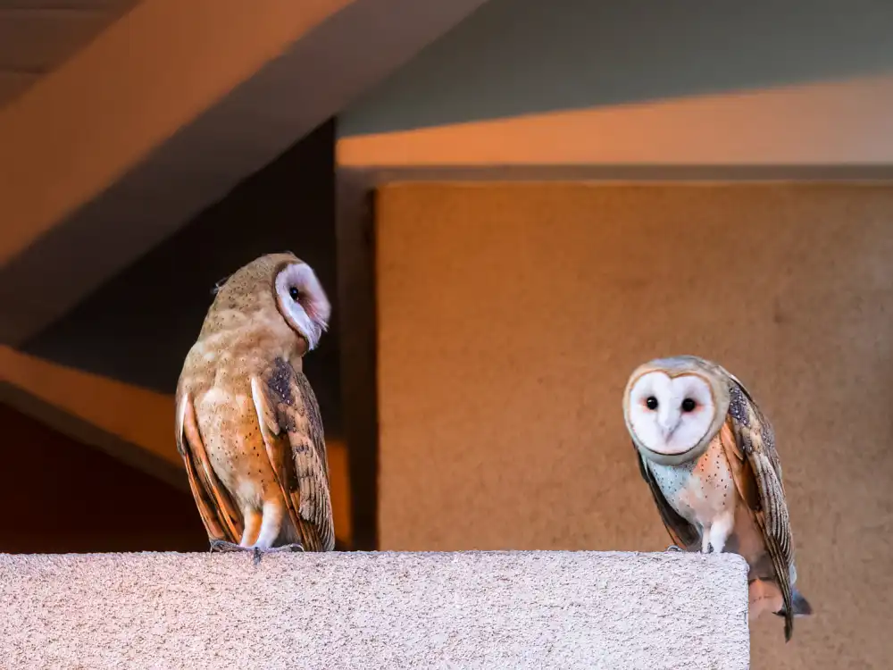 (吉星高照), Taksing: American Barn Owl