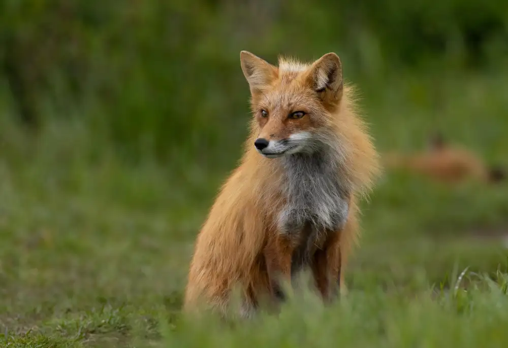 Huang, Johnson: Red Fox