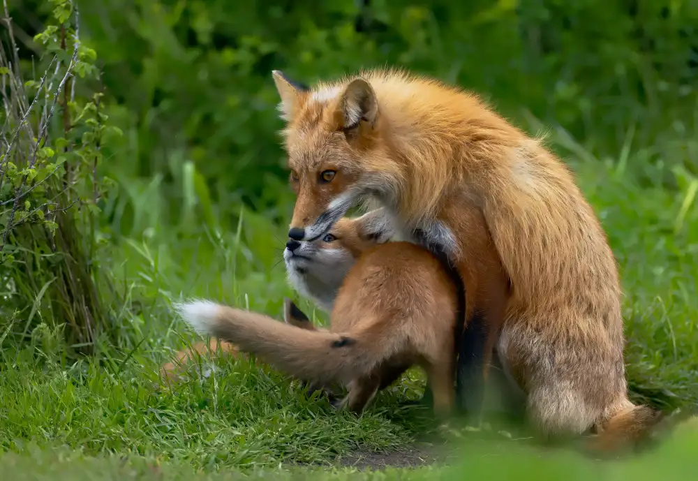 Huang, Johnson: Red Fox