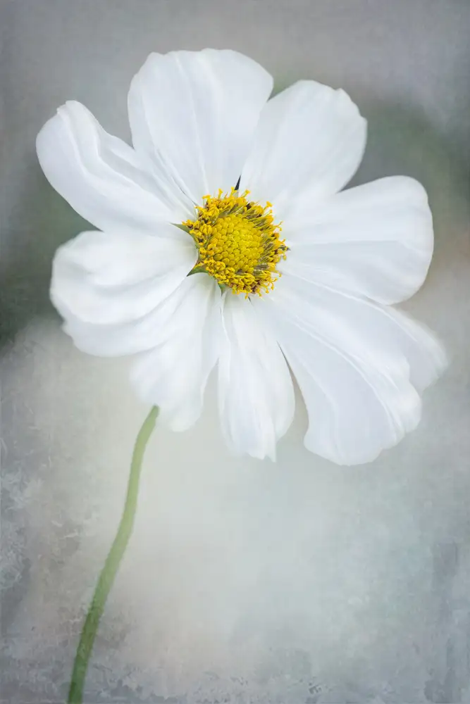GaoSL: Caliopsis blanca
