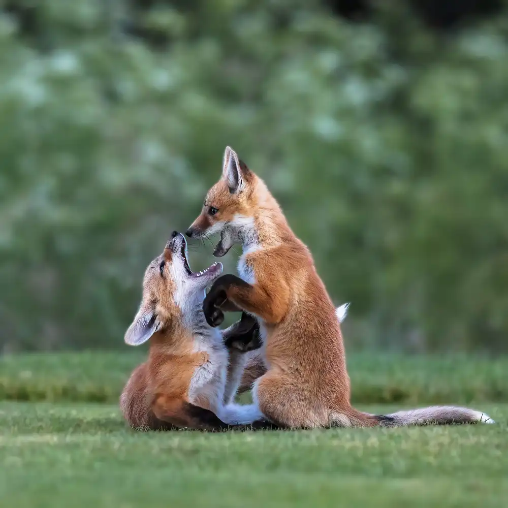(吉星高照), Taksing: red fox
