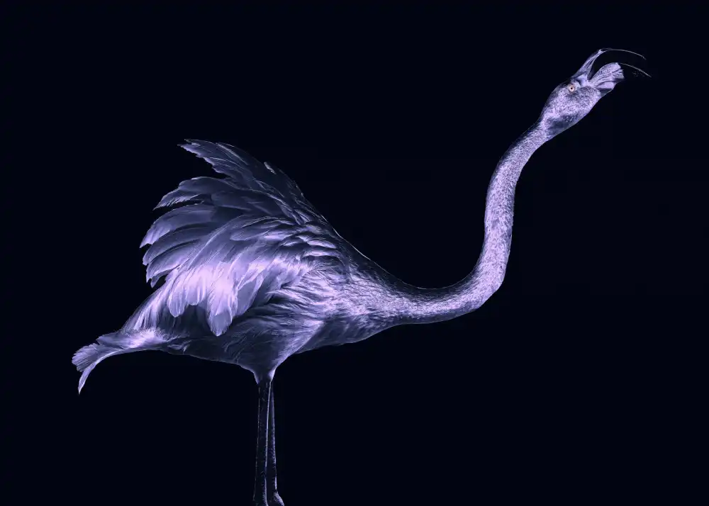 Tsikiridis, Georgios: Silver Flamingo