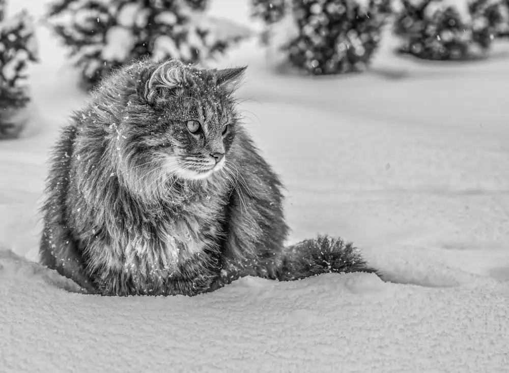 Vasileniuc, Oana: Snow time