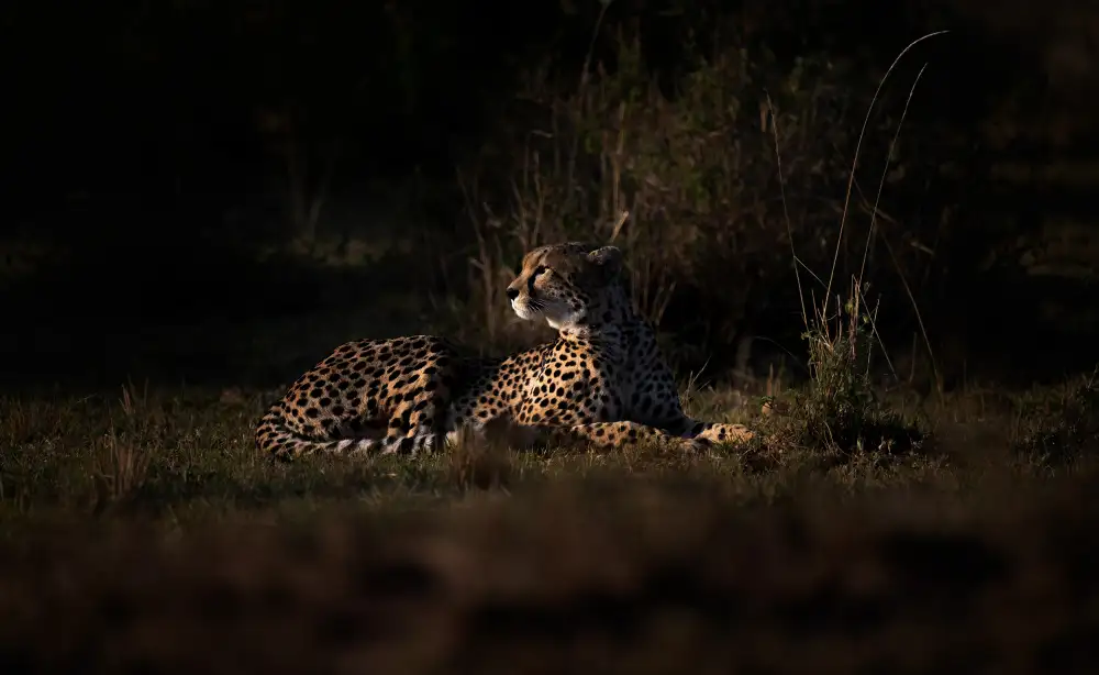 Swapnil: cheetah