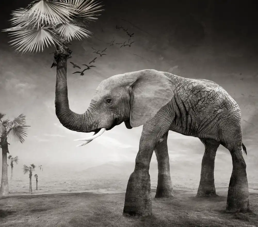 XibiaoHuang: The story of elephants