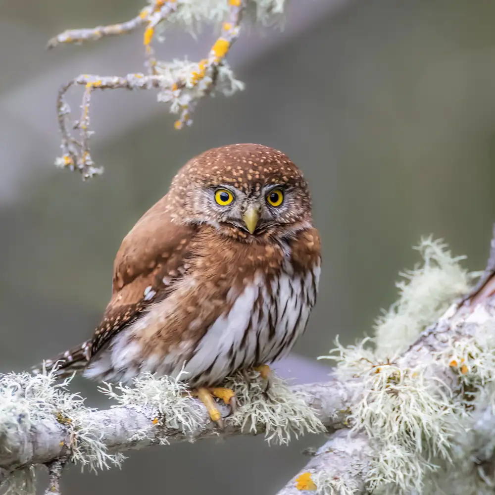 Taksing: Pygmy sova severní