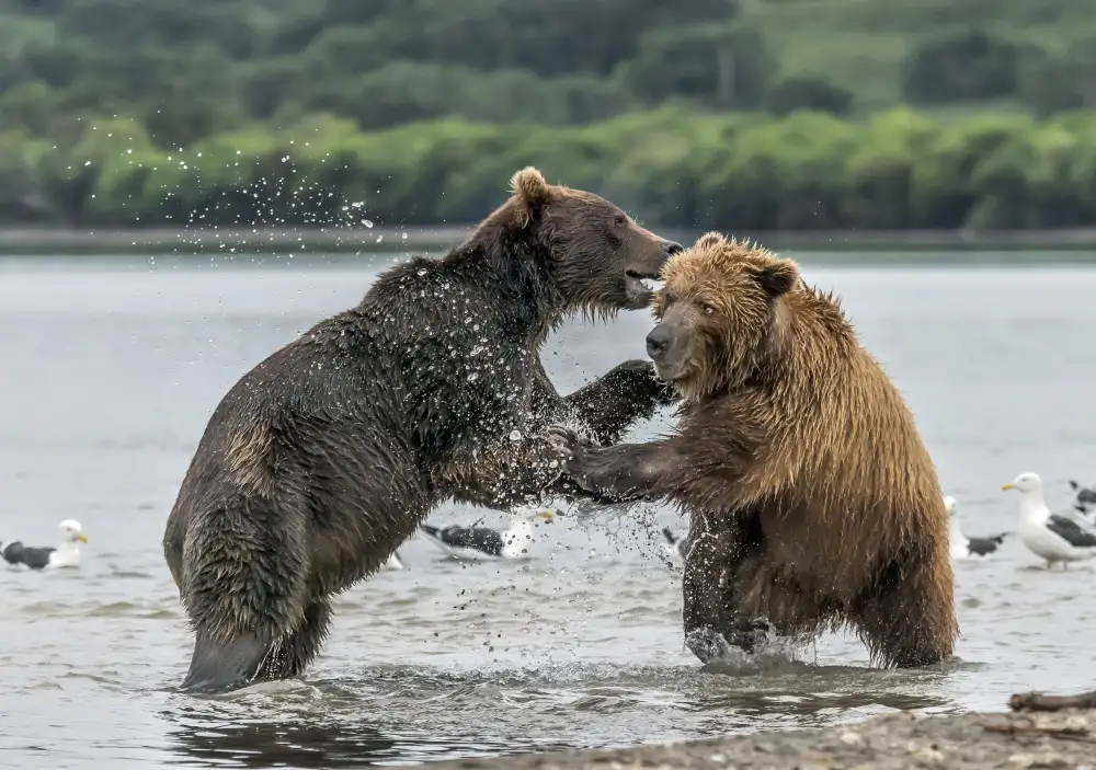 DAmico, Giuseppe: Bear and bear