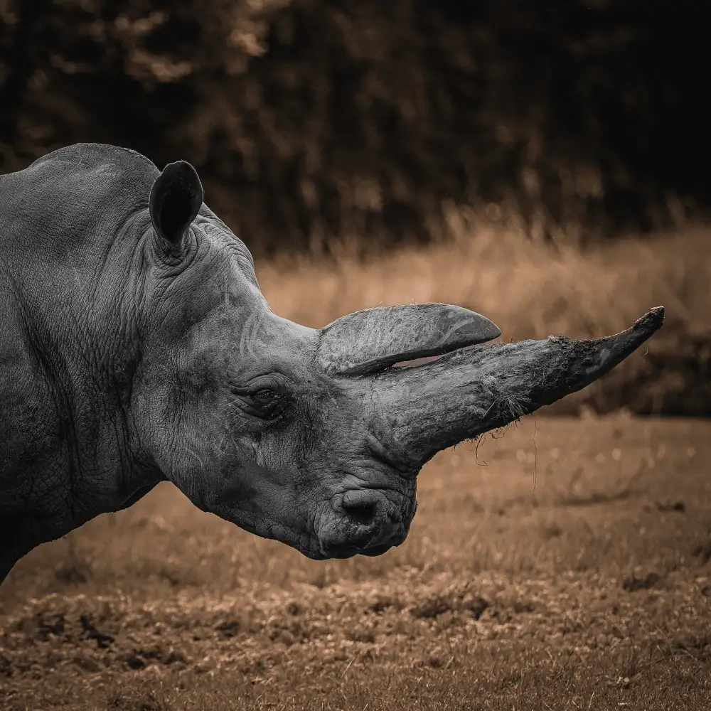 Tsikiridis, Georgios: Rhinoceros