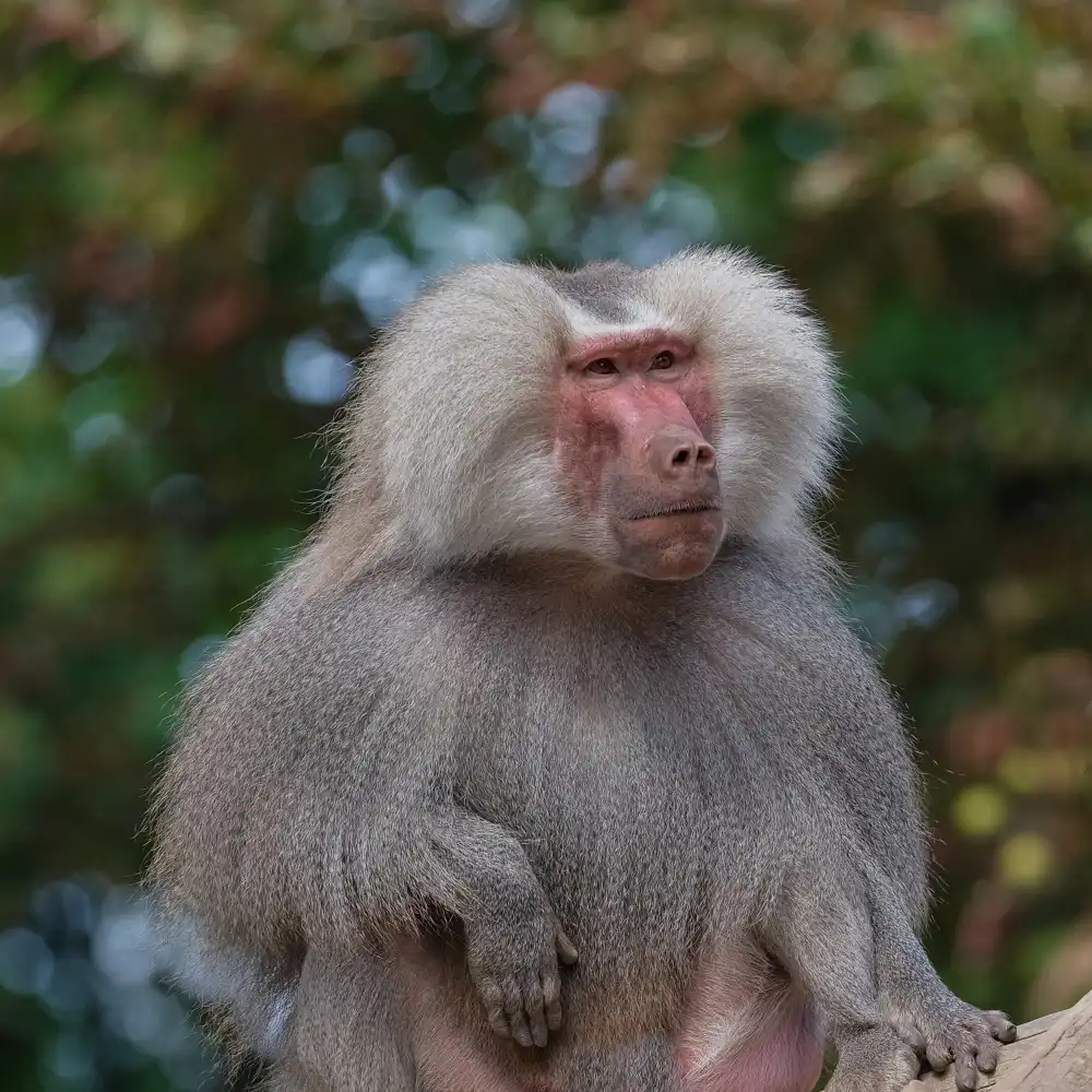 Tsikiridis, Georgios: Baboon