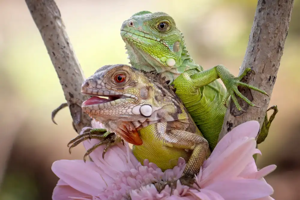 Maududdin, Fauzan: Lustiger Leguan
