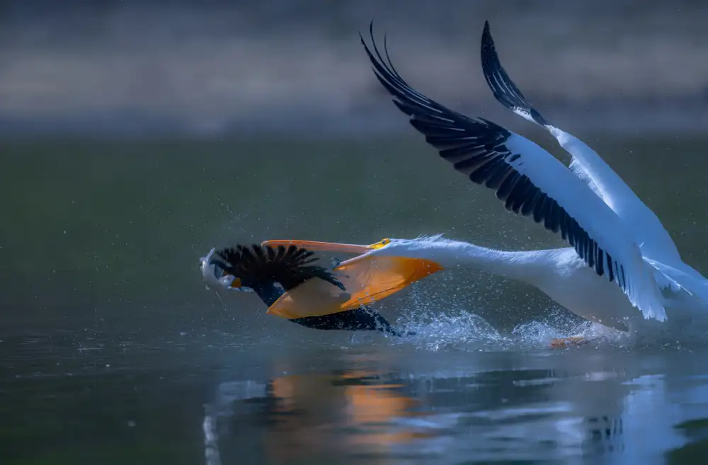 Huang, Johnson: Pelicon & Cormorant