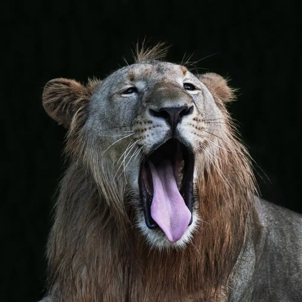WONG, LIANG TWEE: Yawning