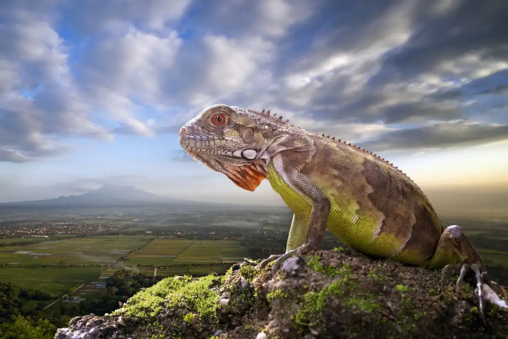 Maududdin, Fauzan: Der Schutzdrache