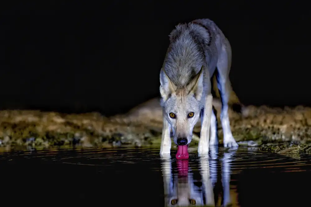 Manusevich, David: Lupo del deserto