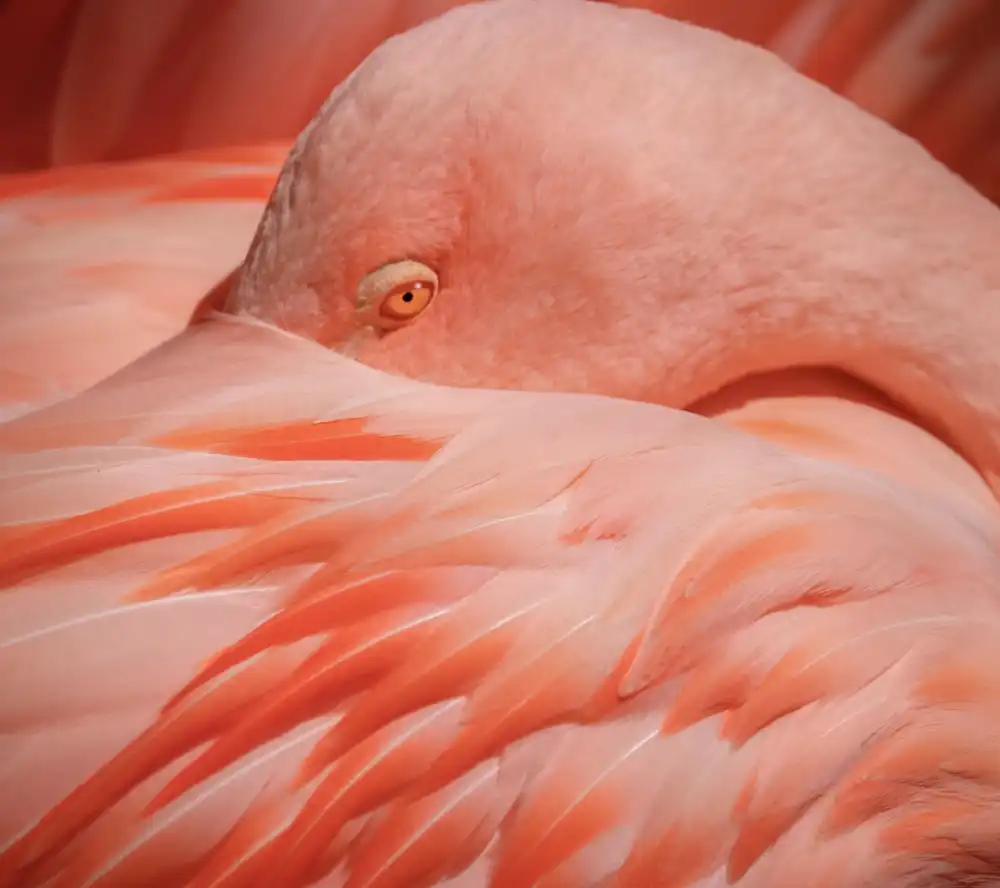 Wechsler, Robin: Retrato de un flamenco rosado