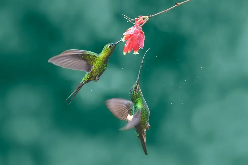 Wei, and Siyu: Colibris