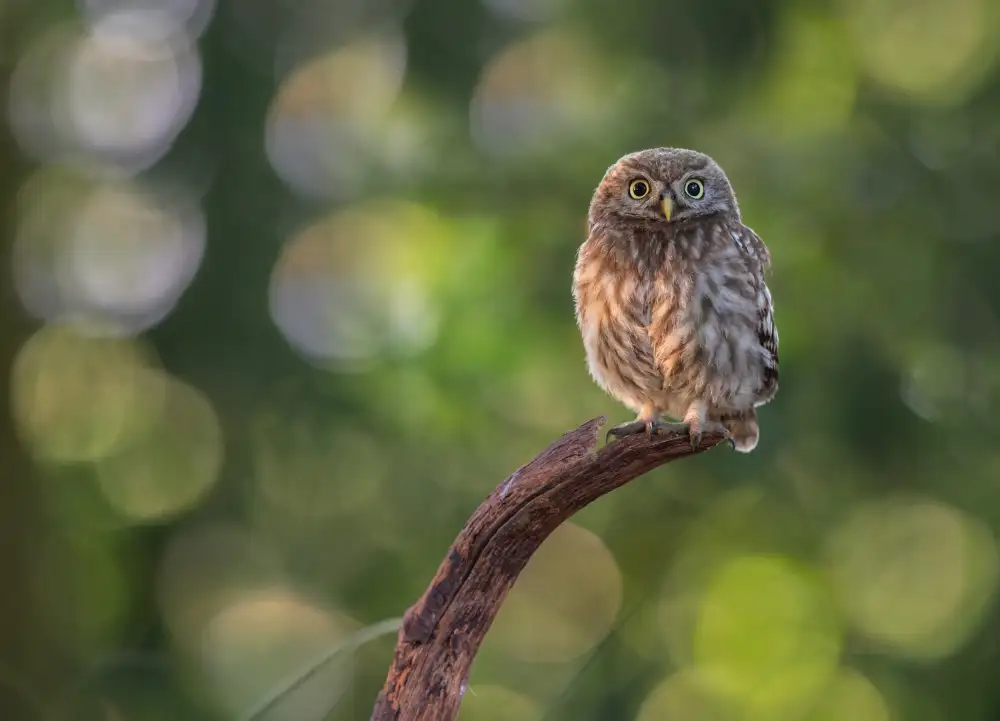 Rand, Larissa: Little owl