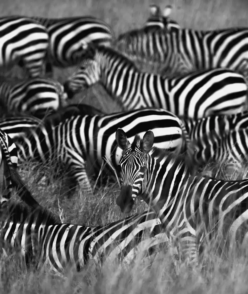 Swapnil: Striped