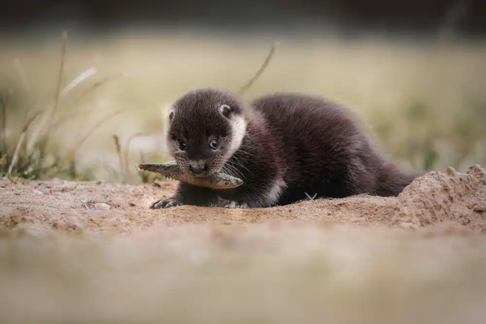 Firešová, Michaela: Young river otter