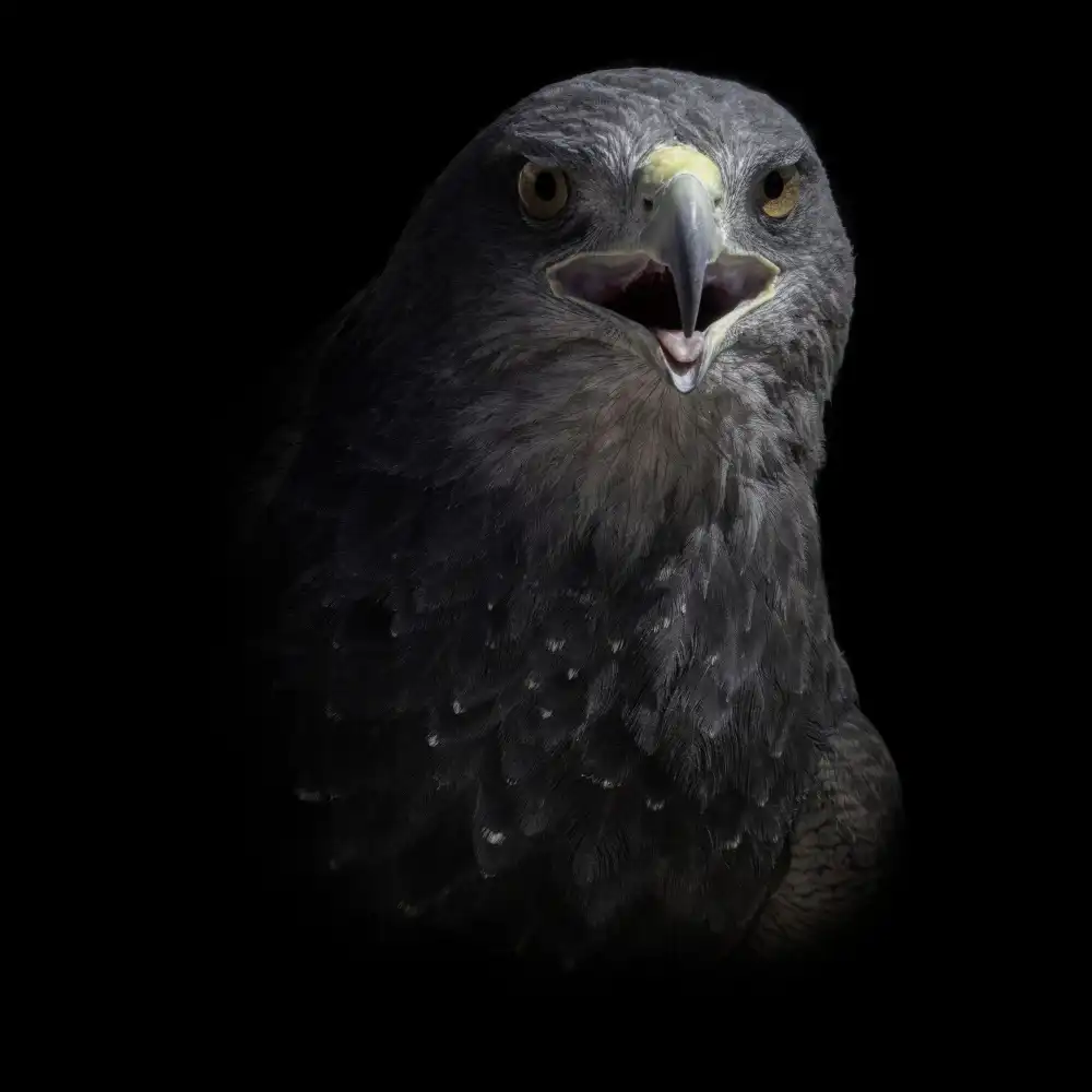 Gross, Benny: Bird of prey