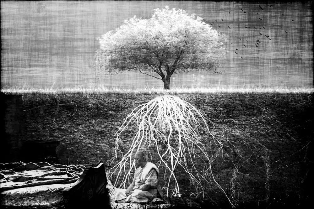 Dan, Ciupureanu: Roots