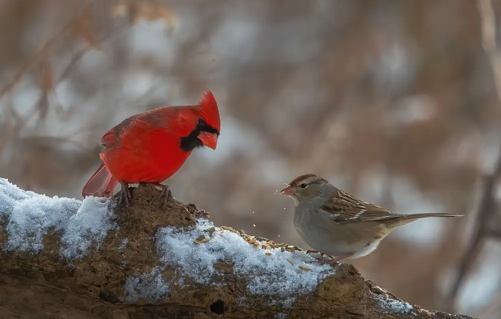 Huang, Johnson: Birds