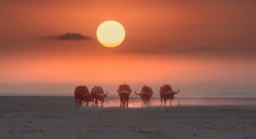 LI, MIN: Corriendo bajo el sol