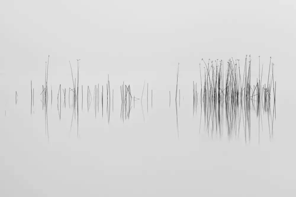 Pettersson, Benny: Il linguaggio grafico della natura
