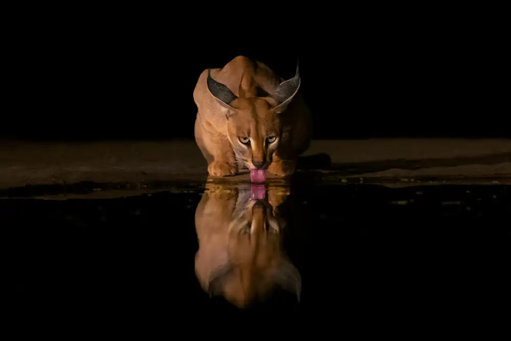 Xu, Sheila: Hora de beber caracal