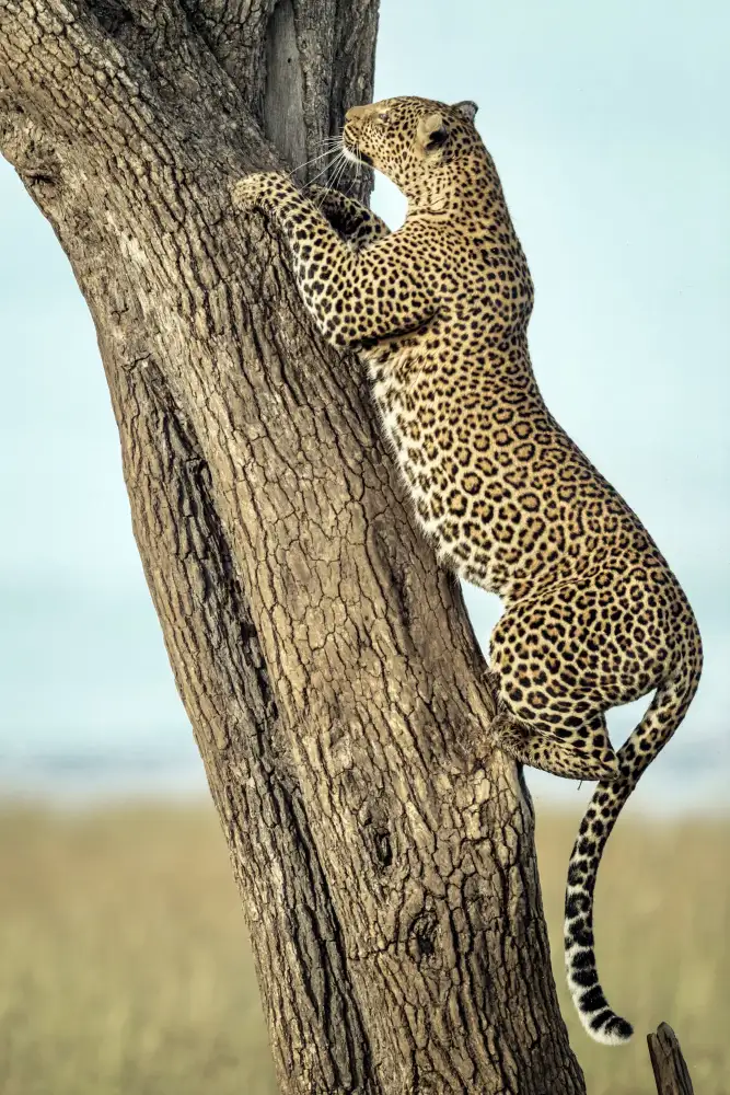 Roshkumar: Leopard In Africa