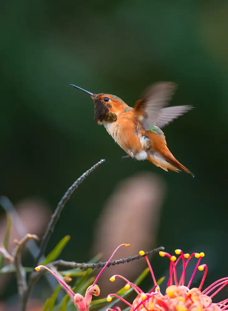 Huang, Johnson: Hummingbird