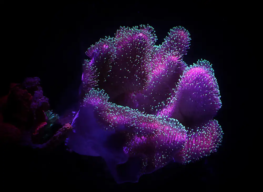 Heg, Zina: Sarcophyton