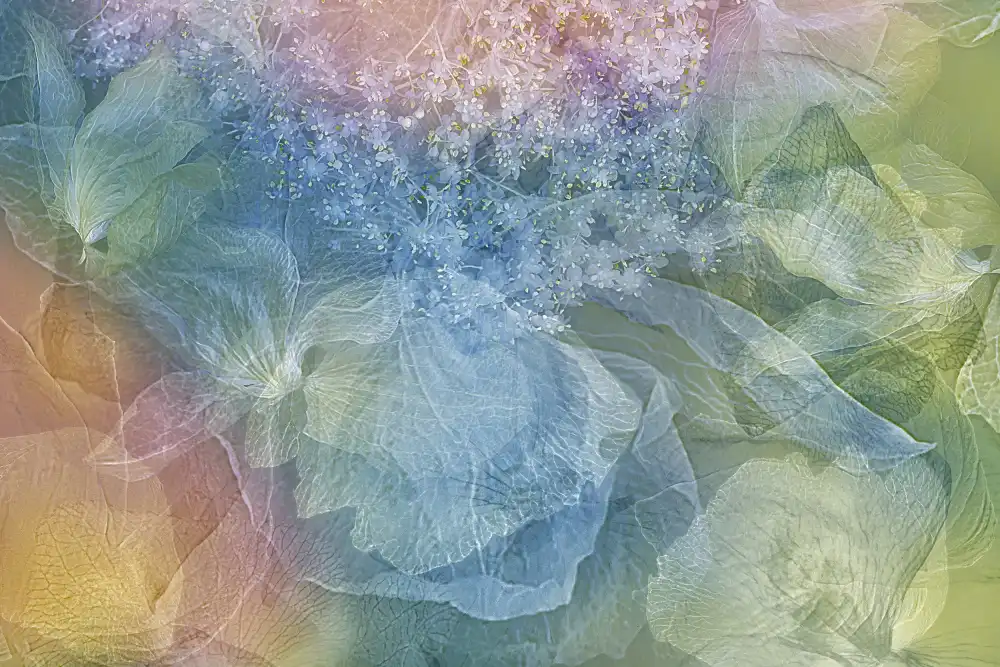 Shumilova, Ludmila: Holunderblüte