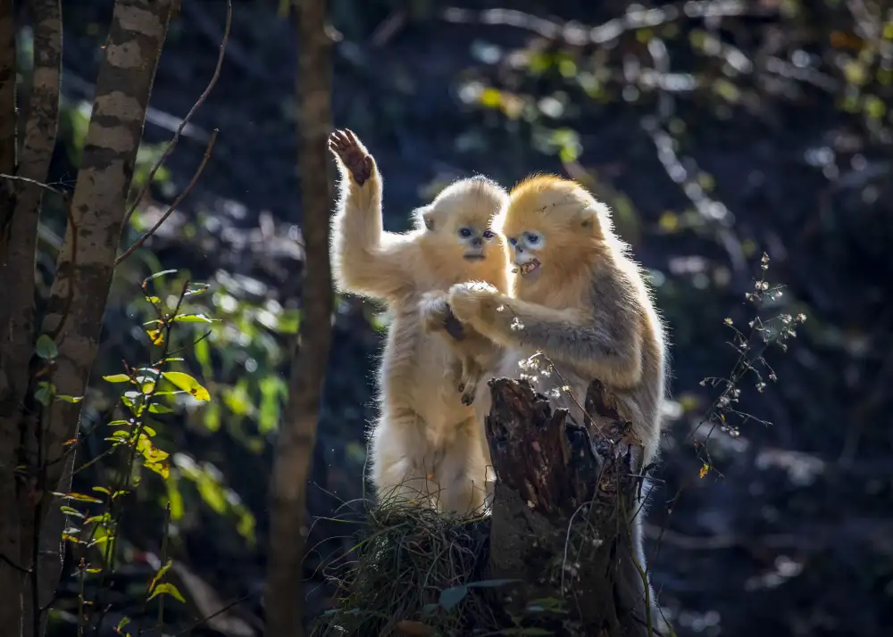 Liu, Ren Raymond: Due piccole scimmie dorate curiose
