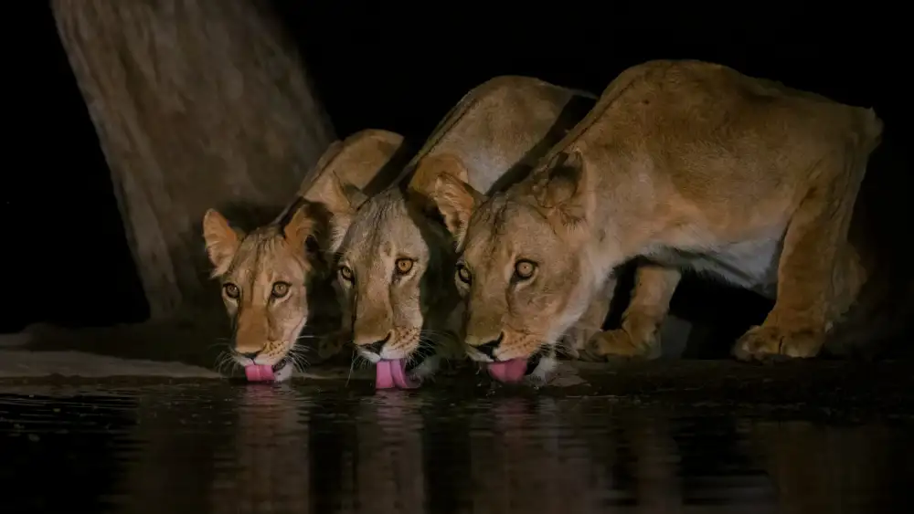 Xu, Sheila: ¡Tres leones!