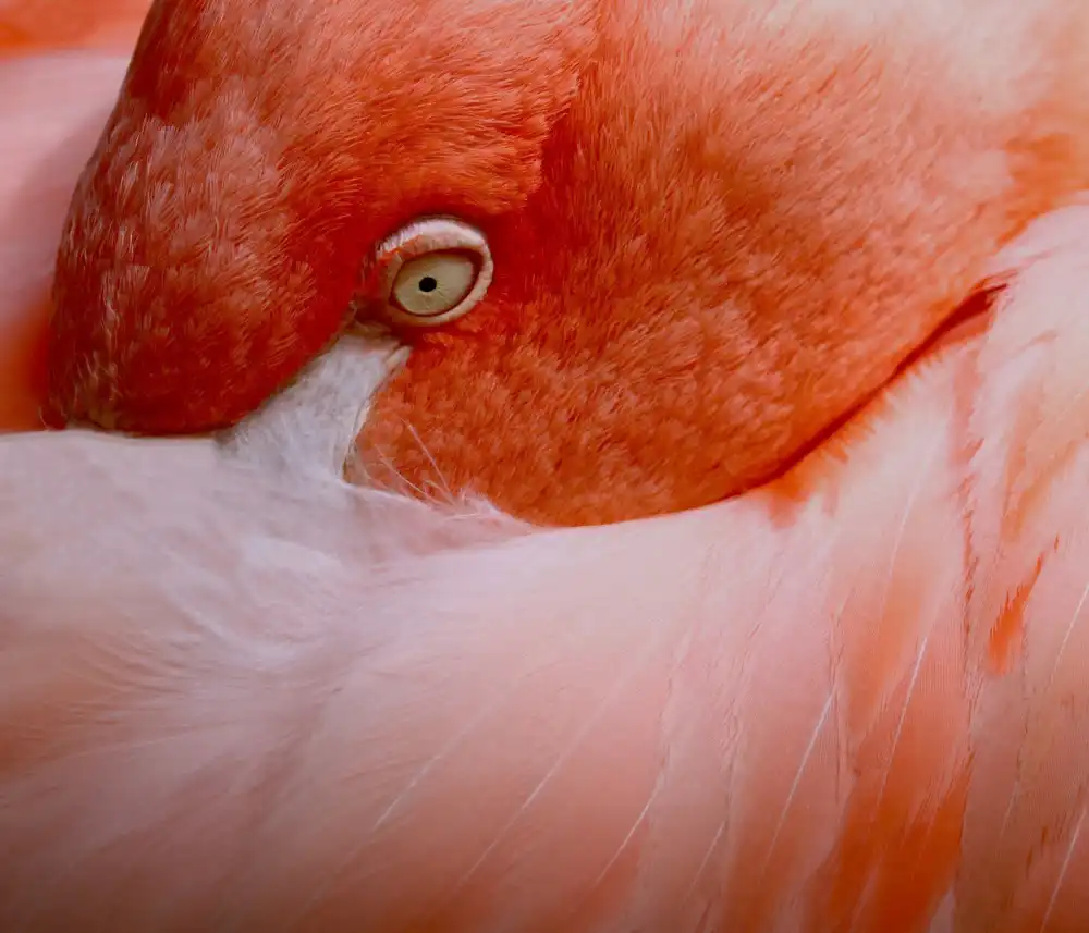 Wechsler, Robin: El lenguaje de los ojos